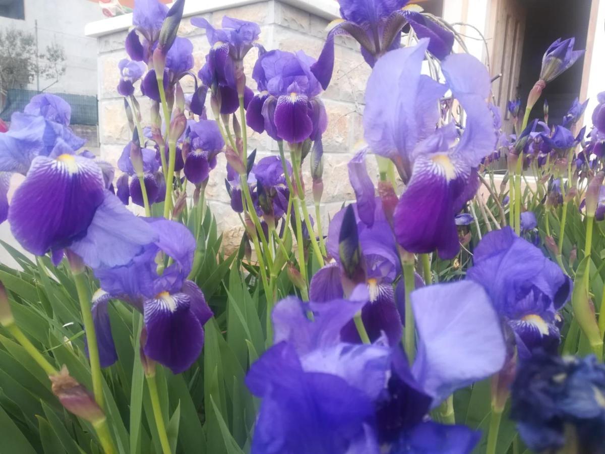 Castello Flower Apartment Kastela Dış mekan fotoğraf